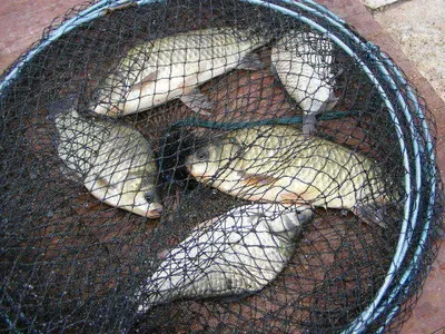 ★★★★★춘천의암호자갈섬낚시터★★★★★