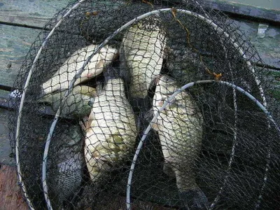 자갈섬낚시터조황