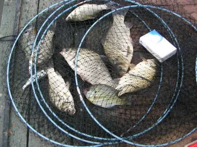 자갈섬낚시터조황