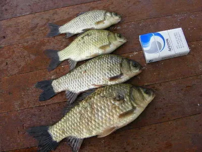 자갈섬인사드립니다