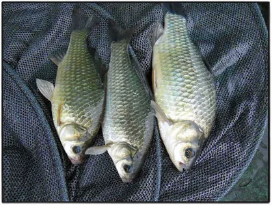 자갈섬월척입니다