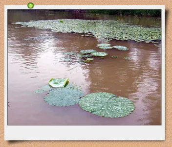 자갈섬조황입니다