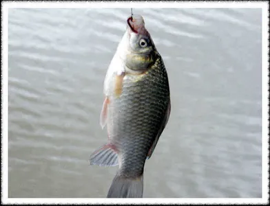 이어지는 조황입니다 ...