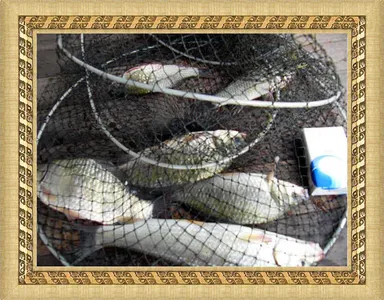 자갈섬낚시터조황