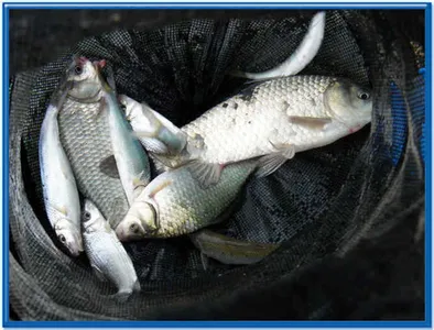 의암호자갈섬낚시터