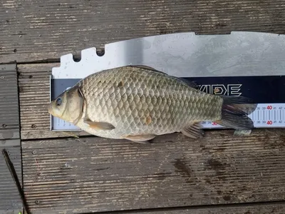 제일낚시2일간 낙시대회 4짜 대회우승 