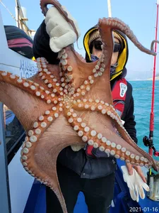 [진해문어낚시]묵직~하게 올라오는 돌문어의 짜릿한 손맛보시며 열낚 즐낚 하고왔습니다~^0^