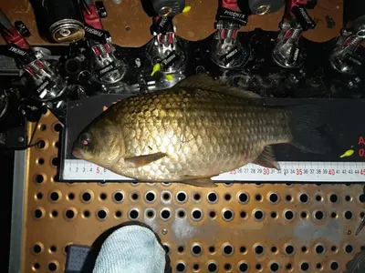 충주탄금호낚시조황