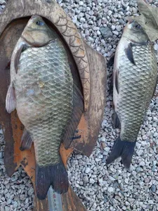 충주탄금호낚시4짜조황