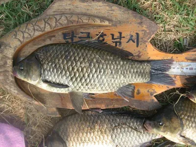 충주탄금호낚시조황