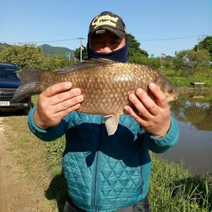 충주탄금호낚시대물44.5cm조황