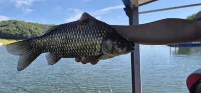 제일4짜.키다리4짜마리수.문골대물