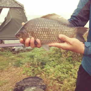 충주탄금호낚시 조황