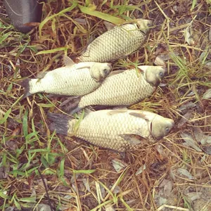 충주탄금호낚시조황