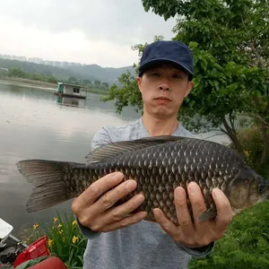 충주탄금호낚시대물조황