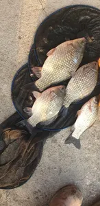 충주탄금호낚시대물조황