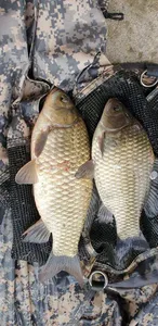 충주탄금호낚시 조황