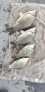 충주탄금호낚시대물조황