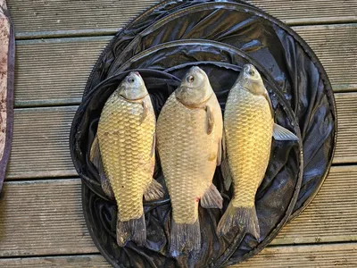 제일월척마리수 