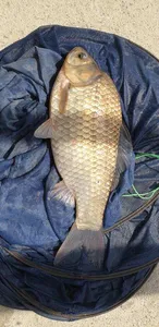 충주탄금호낚시조황