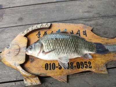 제일허리급월척 