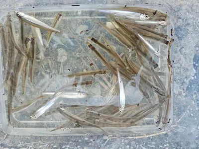 경북구미지역 빙어 물낚시 조황