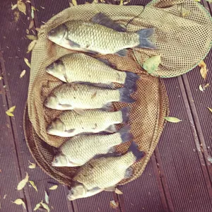 충주탄금호낚시 4짜조황 