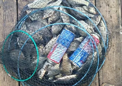 제일39월척 마리수  때붕어