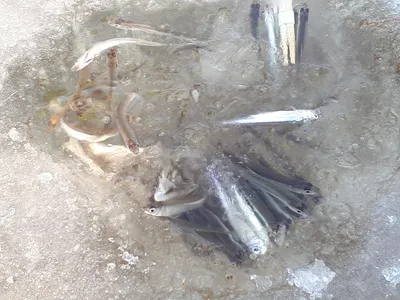 경북 구미지역 빙어낚시 조황입니다 (2021.1.19