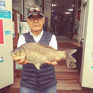 충주탄금호낚시대물41cm와장어 괴물 