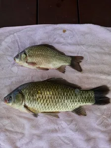 충주탄금호낚시조황