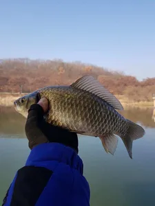 충주탄금호낚시조황