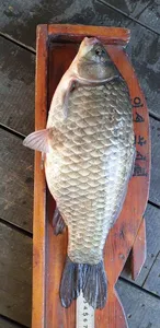 충주탄금호낚시대물44.5cm조황