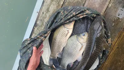 제일대물4짜.허리급.월척마리수 .키다리낚시터 대물.허리급월척 