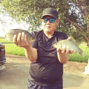 충주탄금호낚시조황