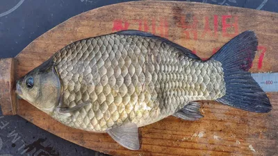 {청풍) 짱가네좌대 4짜 소식입나다