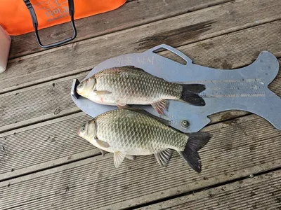 제일낚시 39허리급월척 문골낚시어신님허리급3수