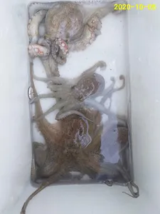 진해 돌문어 오늘 조황입니다~!!