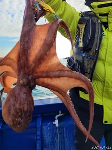 [진해문어낚시] 오늘도 손맛 끝내주는 돌문어 쭉~~ 뽑아올리며 열낚 즐낚하고왔습니다~^0^