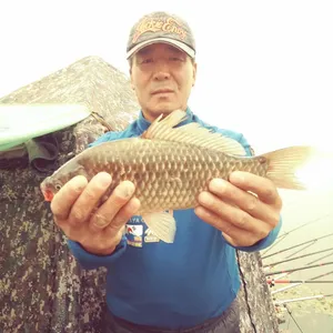 충주탄금호낚시조황