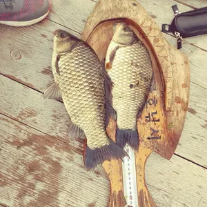 충주탄금호낚시 조황 