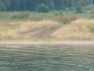 제일대물허리급월척마리수 