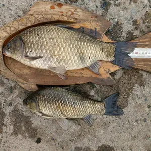 충주탄금호낚시4짜조황