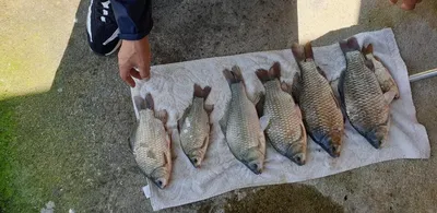 충주탄금호낚시대물42cm조황