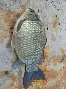 충주탄금호낚시대물조황