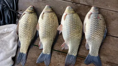 키다리낚시터허리급월척 쭉이어지는조황 