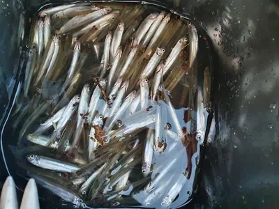 경북권 구미권 붕어,빙어 2021년 마지막 조황정보