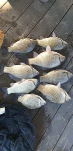 충주탄금호낚시 4짜조황