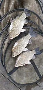 충주탄금호낚시조황