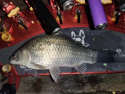 제일아쉬운 39.5 월척.키다리허리급월척 마리수 